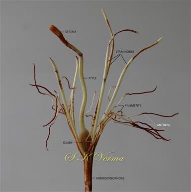  Androecium and Pistil